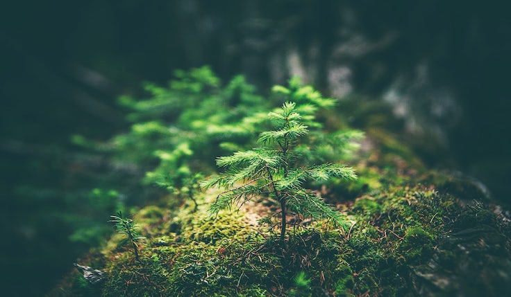 A green shoot in a forest